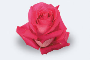 Topaz Roses by Colombia Direct