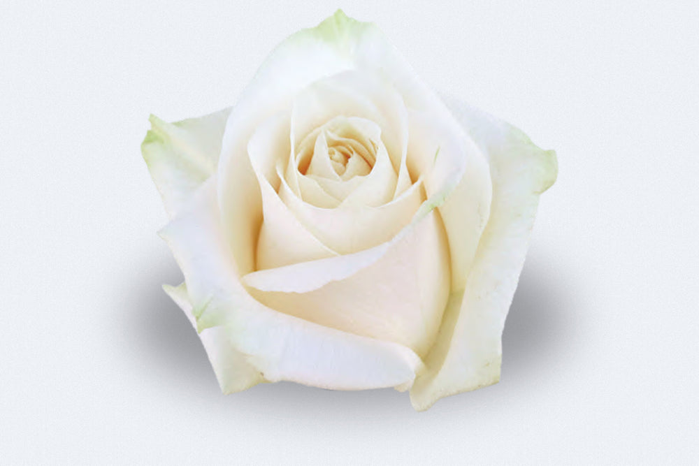 Vendela Roses by Colombia Direct