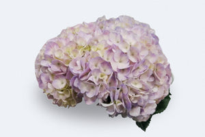 Vervain
