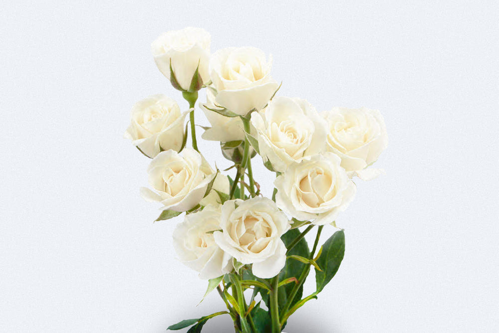 Viviane Spray Roses by Colombia Direct