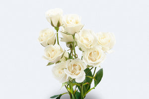 Viviane Spray Roses by Colombia Direct