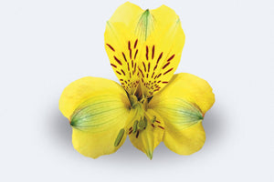 Colombian roses UK