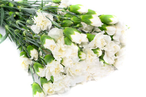White Spray Carnations Box