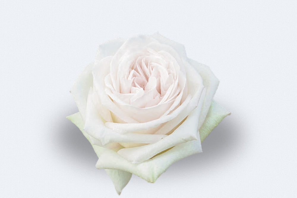 White O'Hara (Garden Rose)