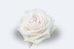 White O'Hara (Garden Rose)