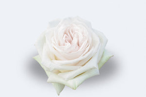 White O'Hara Roses by Colombia Direct