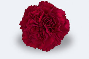Zurigo Carnations by Colombia Direct