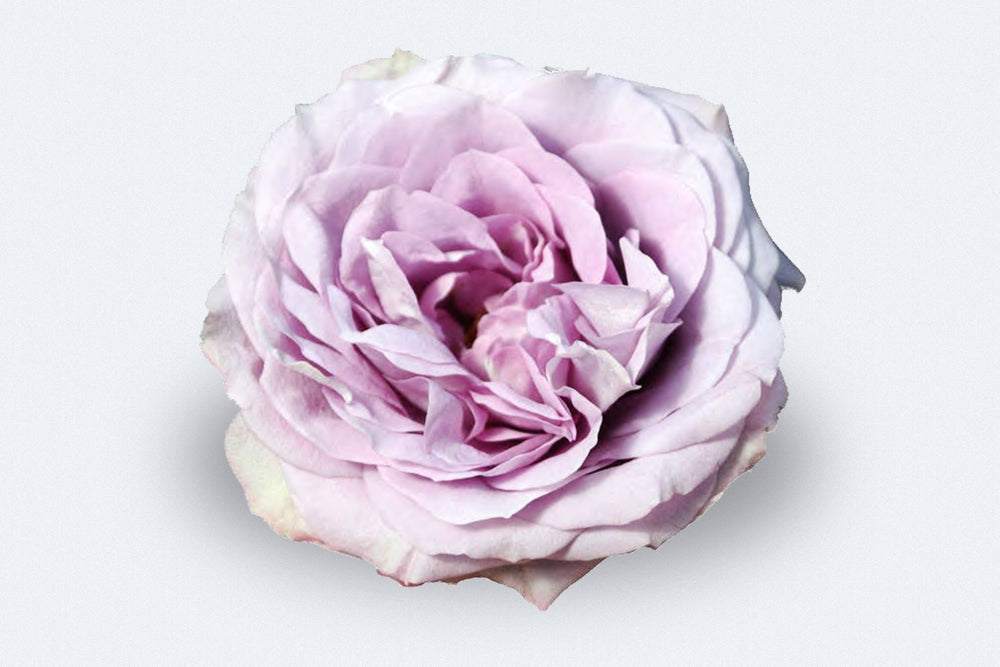 Lavender Bouquet (Deluxe)