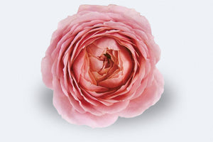 Romantic Antike (Deluxe)